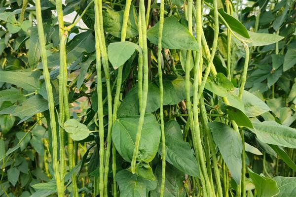 豇豆冬天能种植吗，冬天是能种植的