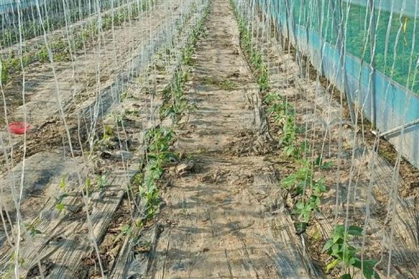 豇豆冬天能种植吗，冬天是能种植的