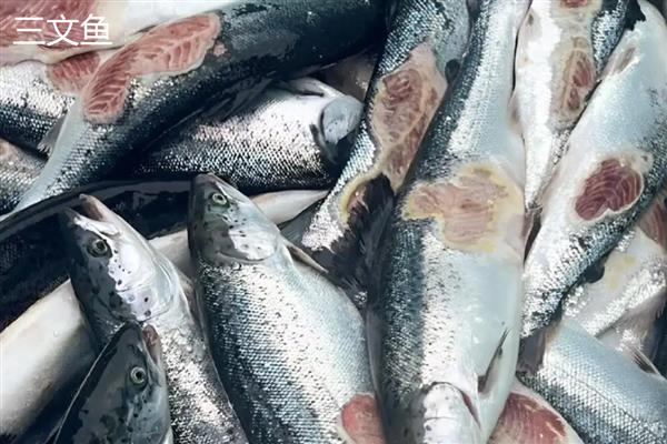 三文鱼与大马哈鱼是一样的吗，二者不是同一种鱼