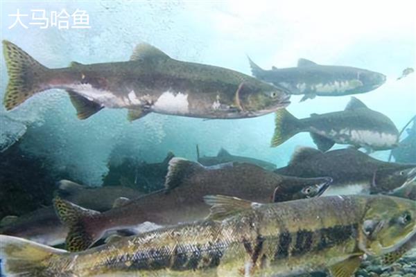 三文鱼与大马哈鱼是一样的吗，二者不是同一种鱼