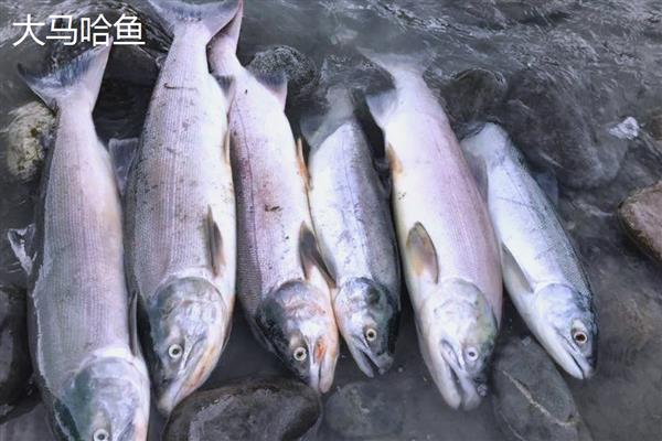三文鱼与大马哈鱼是一样的吗，二者不是同一种鱼