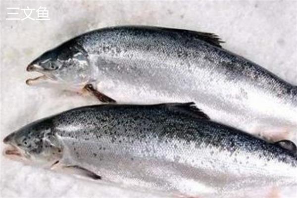 三文鱼与大马哈鱼是一样的吗，二者不是同一种鱼