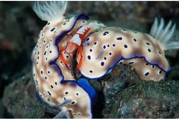 海兔和鱿鱼的区别，其外形和分布区域均不同