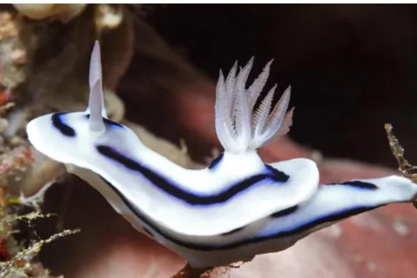 海兔和鱿鱼的区别，其外形和分布区域均不同