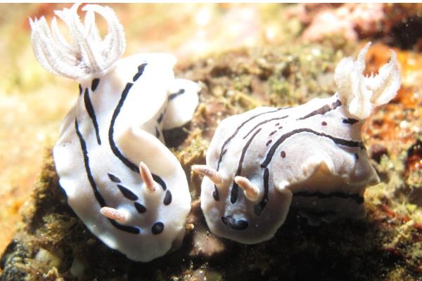 海兔和鱿鱼的区别，其外形和分布区域均不同