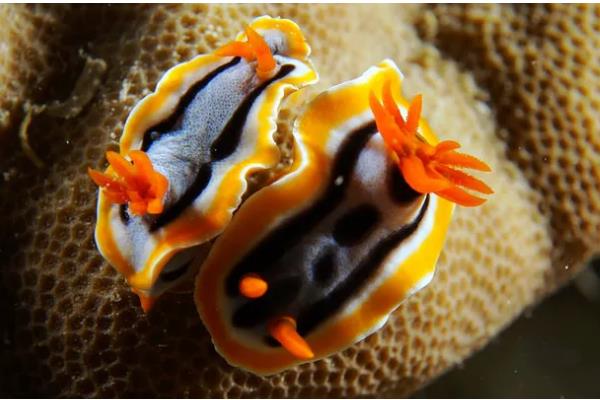 海兔和鱿鱼的区别，其外形和分布区域均不同