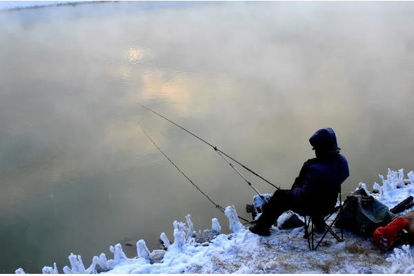 成年乌鸫喂什么，可以给乌鸫喂稻米、玉米、高粱等