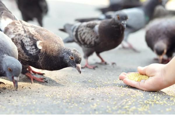 成年乌鸫喂什么，可以给乌鸫喂稻米、玉米、高粱等