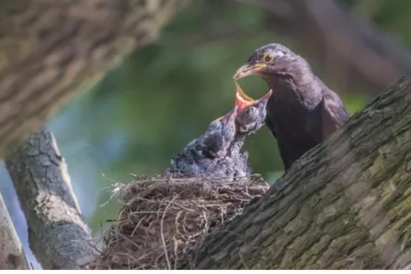 成年乌鸫喂什么，可以给乌鸫喂稻米、玉米、高粱等