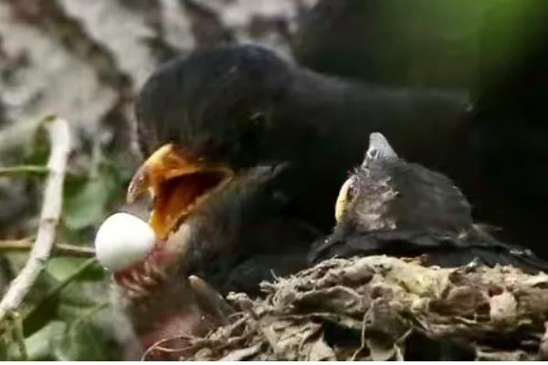 成年乌鸫喂什么，可以给乌鸫喂稻米、玉米、高粱等