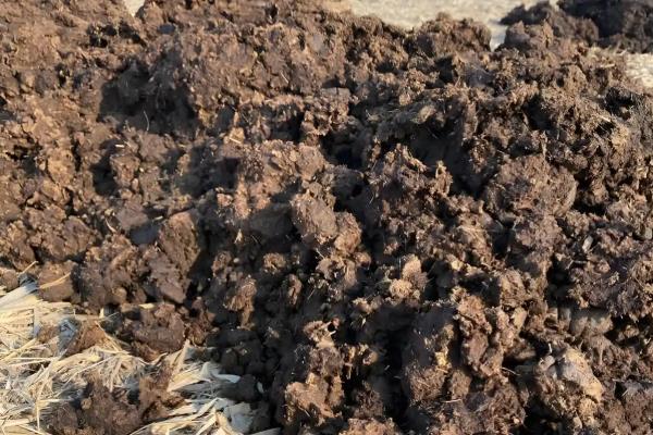 养牛场牛粪的处理方式,可建设沼气池