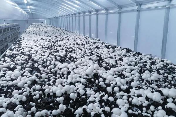 养牛场牛粪的处理方式,可建设沼气池