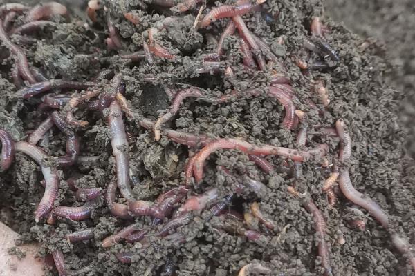 养牛场牛粪的处理方式,可建设沼气池