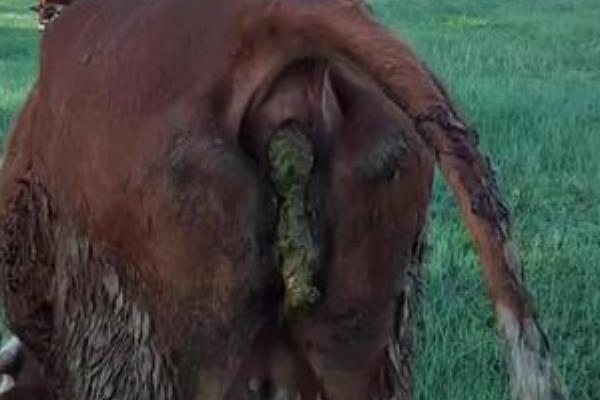 养牛场牛粪的处理方式,可建设沼气池