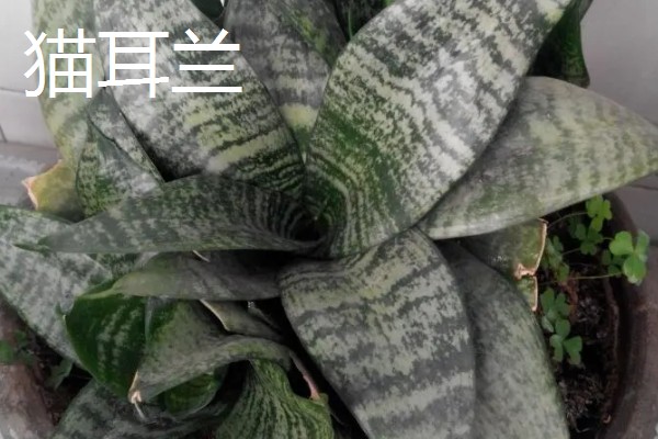 猫耳兰和虎皮兰的区别,种属和叶片均不同