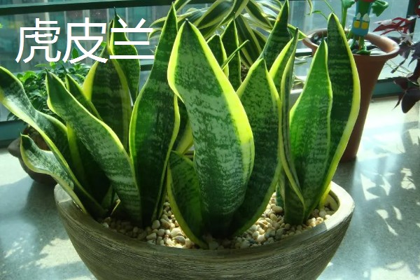 猫耳兰和虎皮兰的区别,种属和叶片均不同