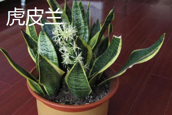 猫耳兰和虎皮兰的区别,种属和叶片均不同