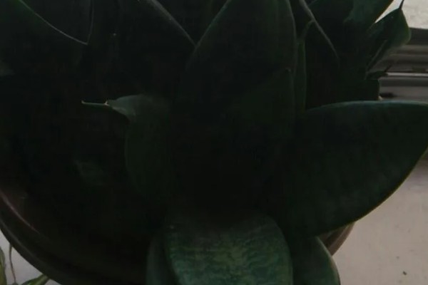 猫耳兰和虎皮兰的区别,种属和叶片均不同