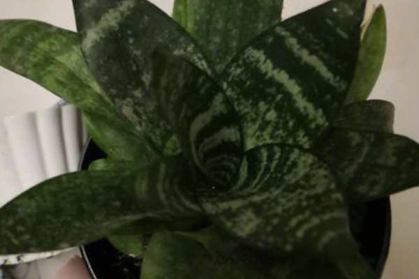 猫耳兰和虎皮兰的区别,种属和叶片均不同