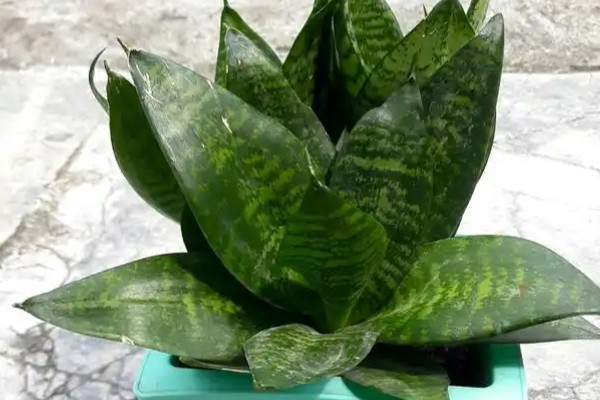 猫耳兰和虎皮兰的区别,种属和叶片均不同