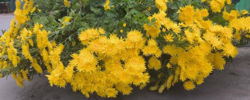 哪个国家的国花是菊花，是日本皇室的国花