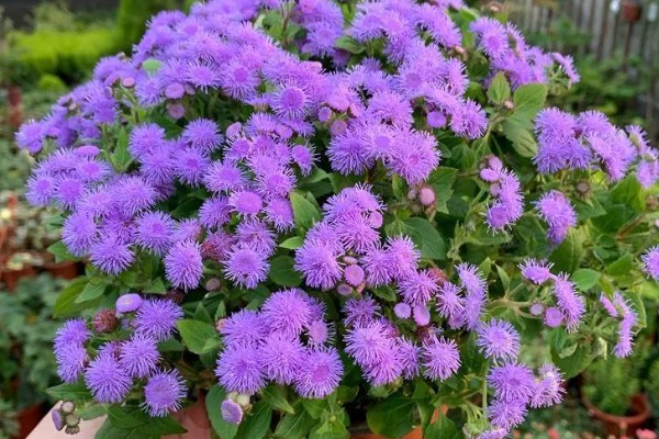 藿香蓟的开花时间，全年都可以开放