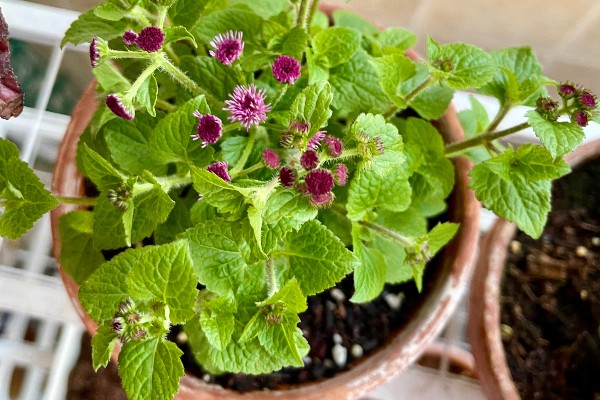 藿香蓟的开花时间，全年都可以开放