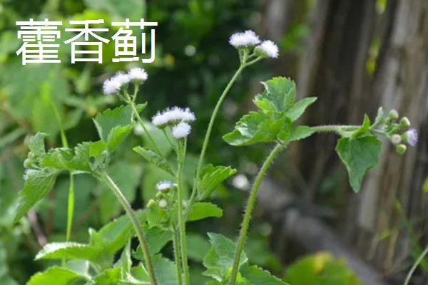 藿香蓟的开花时间，全年都可以开放