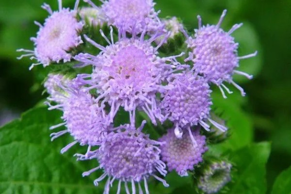 藿香蓟的开花时间，全年都可以开放