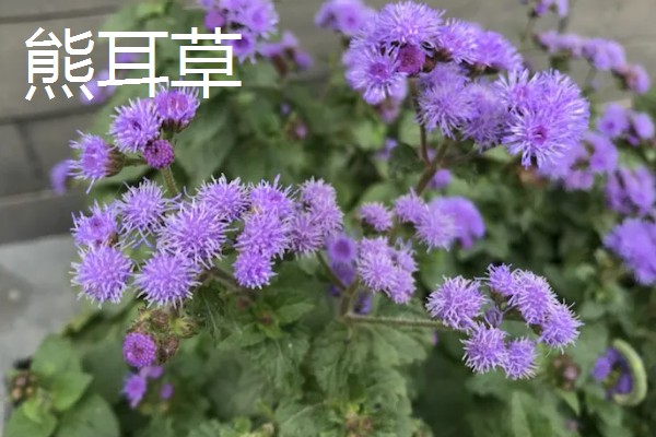 藿香蓟的开花时间，全年都可以开放