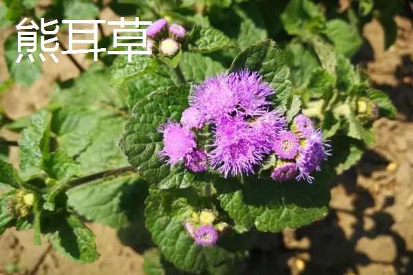 藿香蓟的开花时间，全年都可以开放