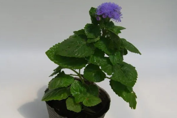 藿香蓟的开花时间，全年都可以开放