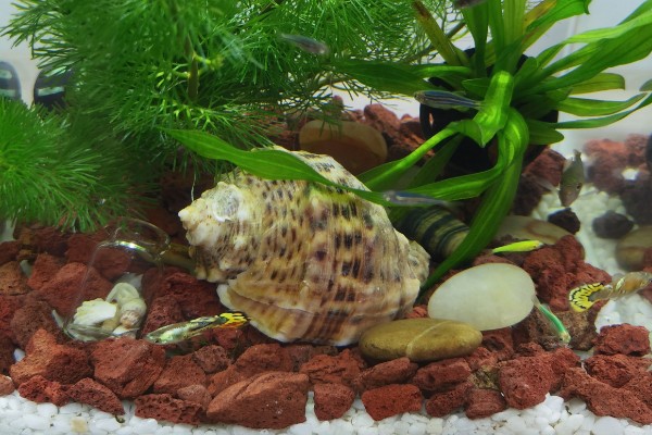 海螺用自来水可以养几天,可以养殖三天左右