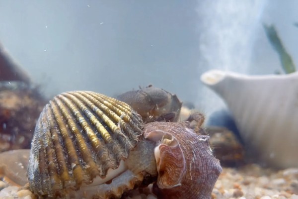 海螺用自来水可以养几天,可以养殖三天左右