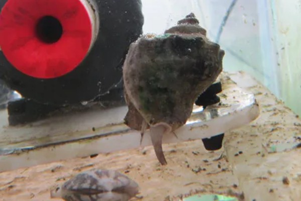 海螺用自来水可以养几天,可以养殖三天左右