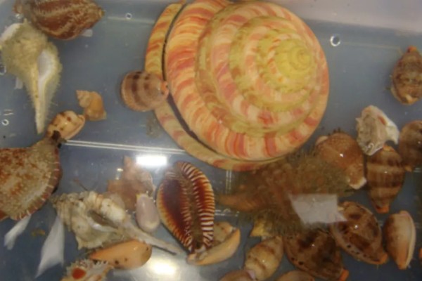 海螺用自来水可以养几天,可以养殖三天左右