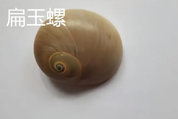 海螺用自来水可以养几天,可以养殖三天左右