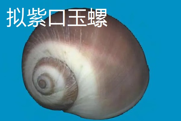 海螺用自来水可以养几天,可以养殖三天左右