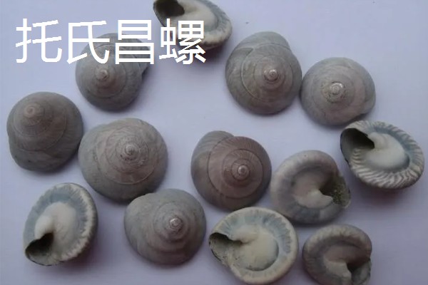 海螺用自来水可以养几天,可以养殖三天左右