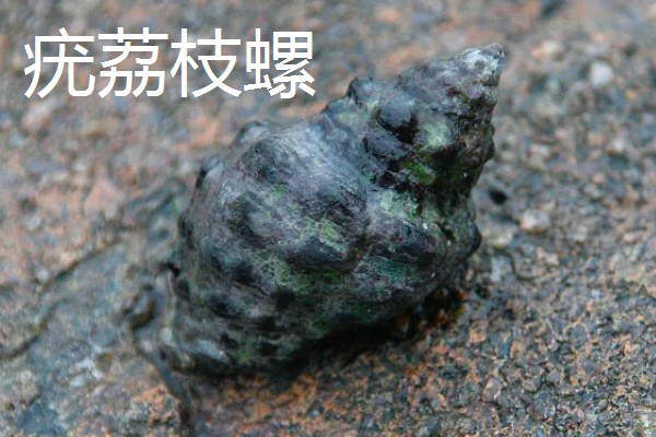 海螺用自来水可以养几天,可以养殖三天左右