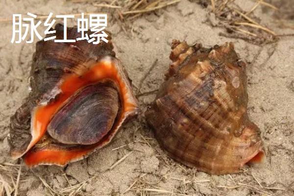 海螺用自来水可以养几天,可以养殖三天左右