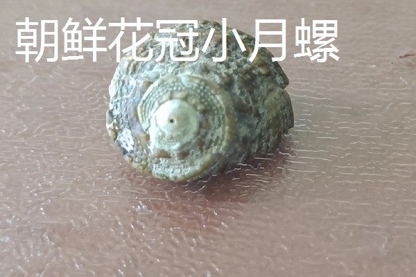 海螺用自来水可以养几天,可以养殖三天左右