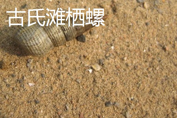 海螺用自来水可以养几天,可以养殖三天左右