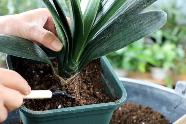 君子兰适合用什么土壤养殖，腐叶土、松针土、泥炭土等种类均可使用