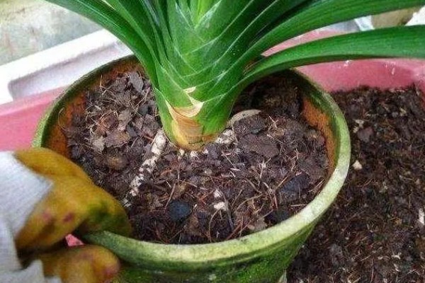 君子兰适合用什么土壤养殖，腐叶土、松针土、泥炭土等种类均可使用