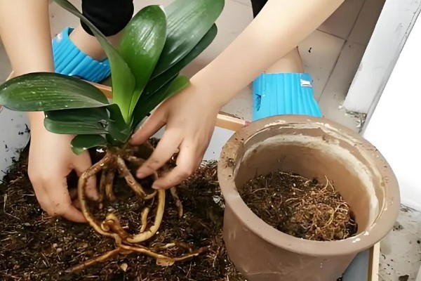 君子兰适合用什么土壤养殖，腐叶土、松针土、泥炭土等种类均可使用