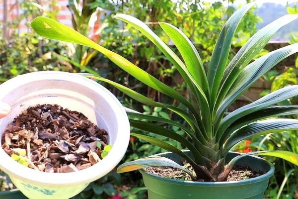 君子兰适合用什么土壤养殖，腐叶土、松针土、泥炭土等种类均可使用