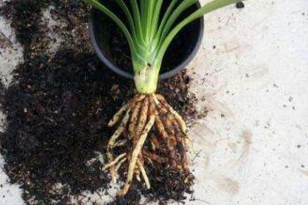 君子兰适合用什么土壤养殖，腐叶土、松针土、泥炭土等种类均可使用