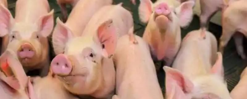 猪吃什么饲料才长得快，吃配合饲料长得快