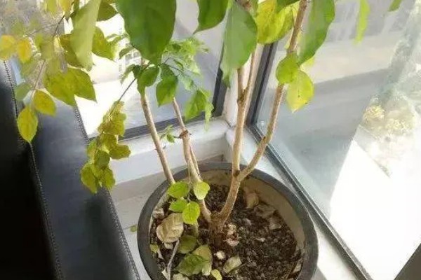 幸福树落叶的原因，可能是温度过低所致